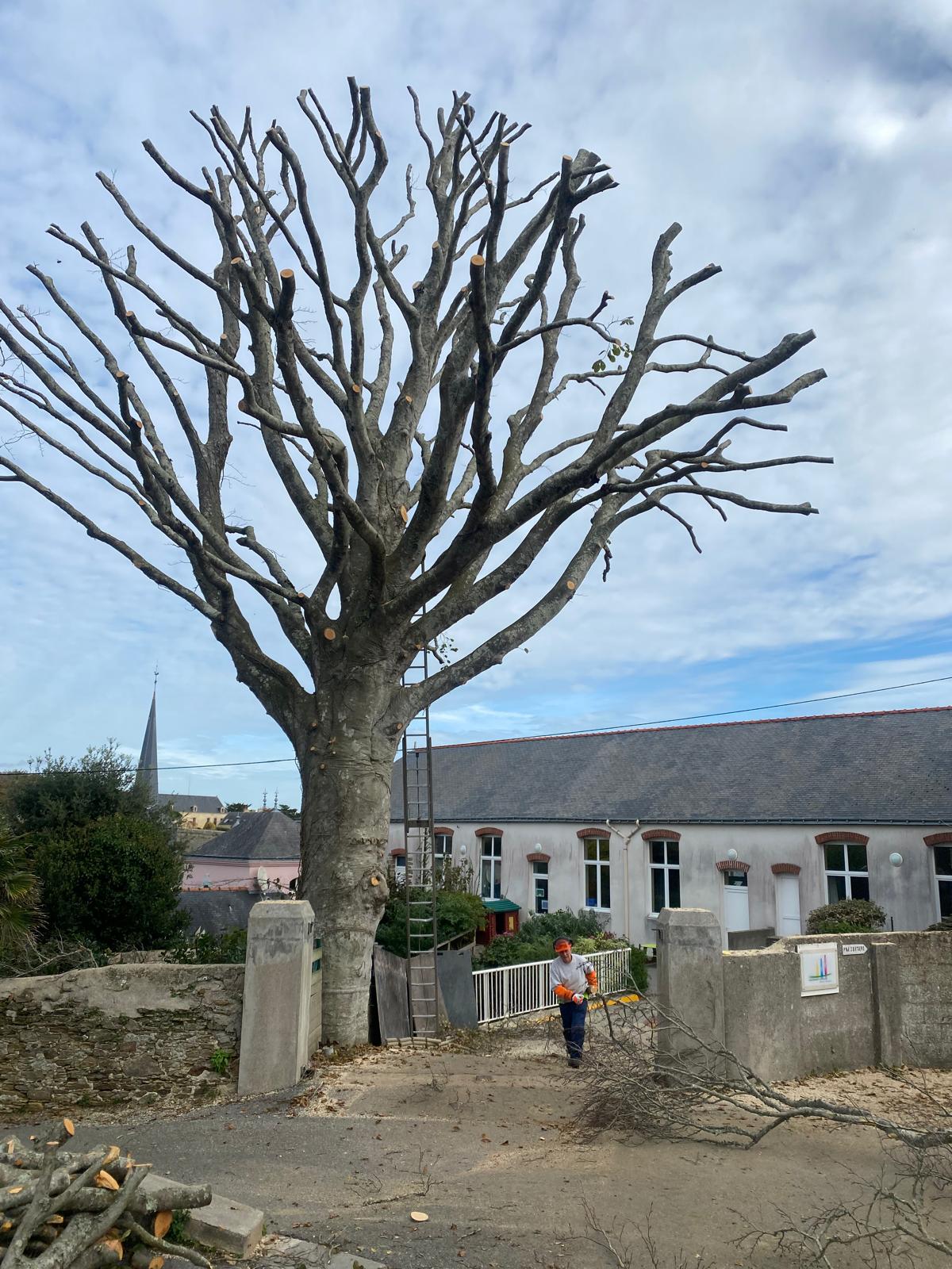 Élagage & taille Belle-Île-en-Mer - après